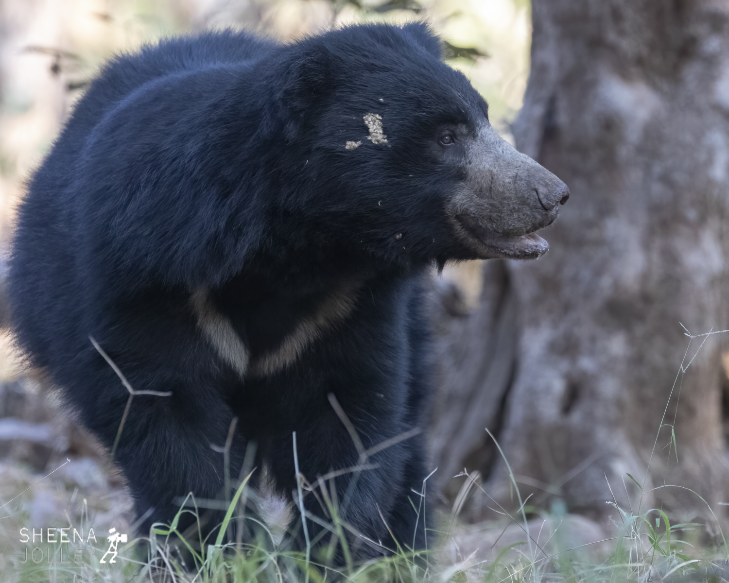 Sloth Bear.jpg - India